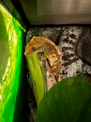1.1 Kronengeckos Geckos harlekin dalmatiner Bild 7