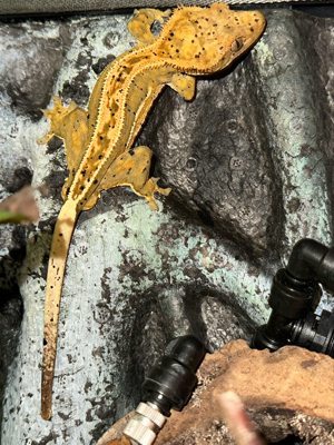 1.1 Kronengeckos Geckos harlekin dalmatiner Bild 4