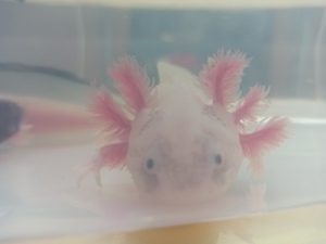 Axolotle Nachwuchs  Bild 8