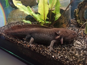 Axolotle Nachwuchs  Bild 5