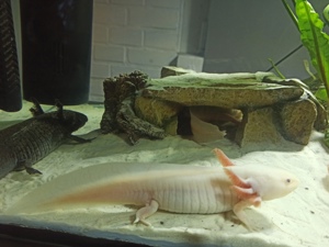 Axolotle Nachwuchs  Bild 7
