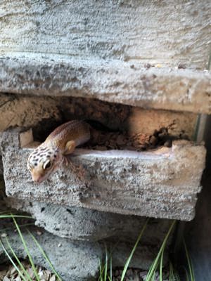 Terrarium inkl. Gecko Weibchen abzugeben  Bild 6