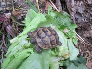 Griechische Landschildkröten Bild 3