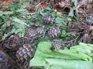 Griechische Landschildkröten Bild 2