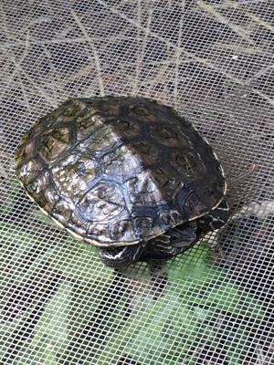 Kaspische Wasserschildkröten