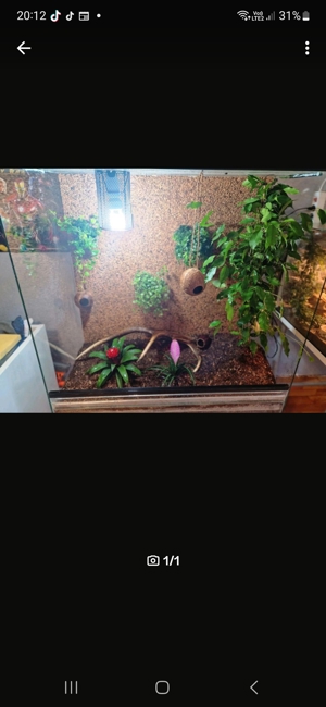 terrarium 