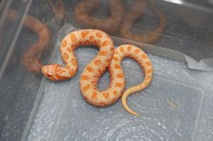 Hakennasennattern - Hognose - Heterodon Nasicus - Lystrophis Xenerodon pulcher