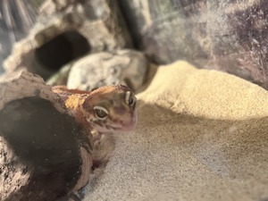 Leoparden Gecko Männchen Bild 2