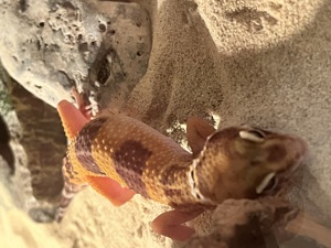 Leoparden Gecko Männchen Bild 1