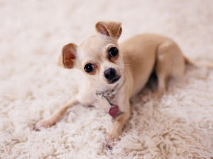 atemberaubende Chihuahua-Welpen Bild 3