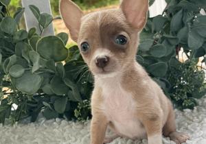 atemberaubende Chihuahua-Welpen Bild 2