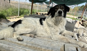 Xalia, geb. ca. 03 2018, lebt in GRIECHENLAND, im städt. Tierheim Serres Bild 2
