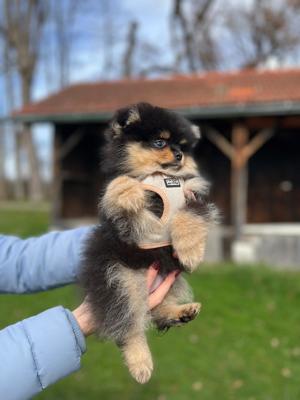 Pomeranian Welpen (Nur noch ein Rüde!) Bild 5