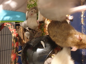 Ratten zu verkaufen  Bild 8