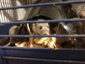 Ratten zu verkaufen  Bild 2