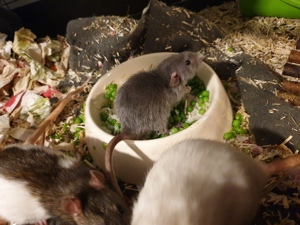 Ratten zu verkaufen  Bild 5