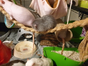 Ratten zu verkaufen  Bild 9