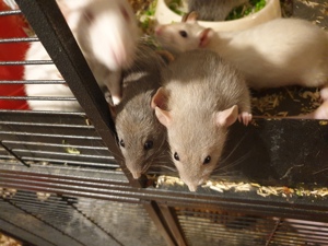 Ratten zu verkaufen  Bild 3