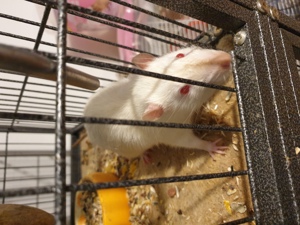 Ratten zu verkaufen  Bild 4