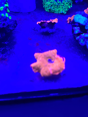 meerwasser weichkorallen  sps  Bild 3