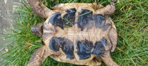 Zum abgeben Griechischelandschildkröte Männchen mit Papieren  7j alt Bild 3