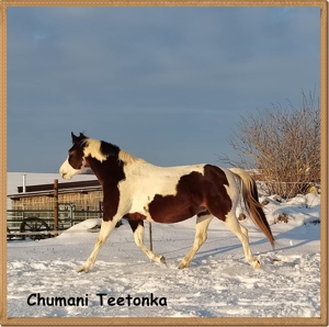 Paint Horse Stute- Zuchstute - dreifarbig- Gendefektfrei- homozygot Bild 7