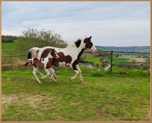 Paint Horse Stute- Zuchstute - dreifarbig- Gendefektfrei- homozygot Bild 10