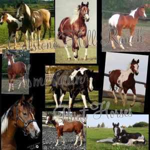 Paint Horse Stute- Zuchstute - dreifarbig- Gendefektfrei- homozygot Bild 4