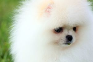 Perfekter Pomeranian Rüde und Mädels BOO Zwergspitz absolut seltenweisse Farbe Bild 4