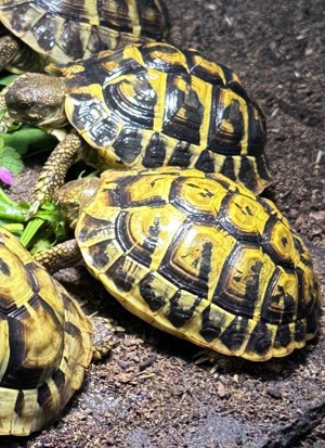 Pärchen Griechische Landschildkröten (semi-adult)  Bild 1