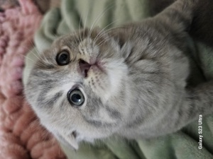 Britisch Kurzhaar Kitten  Bild 1