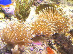 Korallenableger mit Versand - Sarcophyton glaucum Bild 2