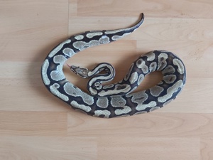 Fire Adult Königspython Python Regius 