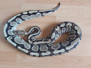 Fire Adult Königspython Python Regius 