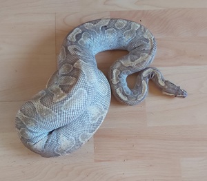 Lesser Mojave Albino Pastel Königspython Python Regius 