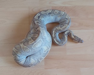 Enchi Lesser Adult Königspython Python Regius 