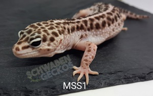 Leopardgecko * Mack Super Snow* MSS Bell Bild 4