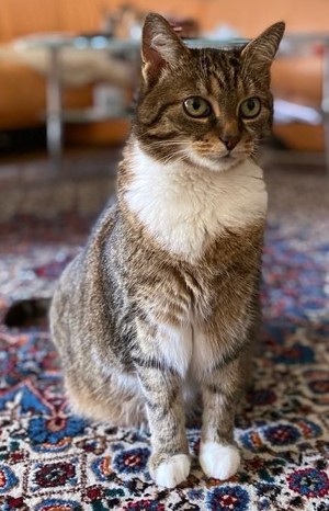 liebe verschmuste weibliche Katze 8 Jahre nur in Einzelhaltung v. Tierschutz Bild 1