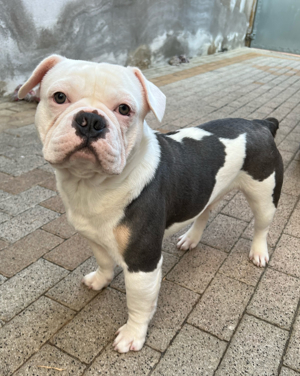 Französische Bulldogge mit langer Nase Junghund Rüde