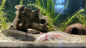 2 Axolotl Männchen suchen neues Zuhause  Bild 2