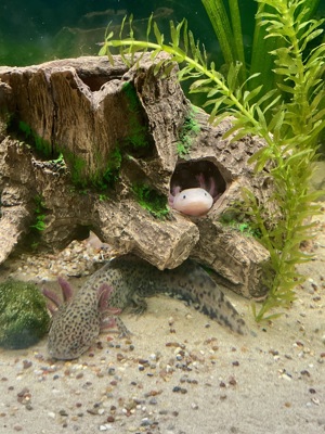 2 Axolotl Männchen suchen neues Zuhause  Bild 5