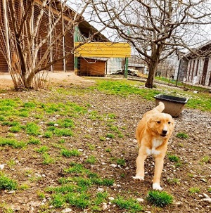 Timber lebt noch im Tierheim in Bosnien und sucht ein Zuhause Bild 2
