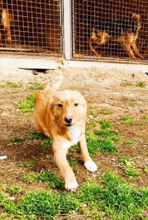 Timber lebt noch im Tierheim in Bosnien und sucht ein Zuhause Bild 3