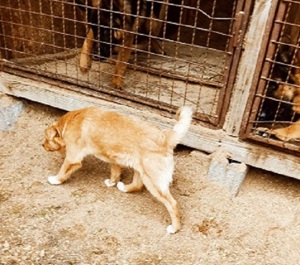Timber lebt noch im Tierheim in Bosnien und sucht ein Zuhause Bild 6