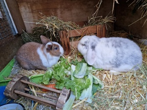 Kaninchen Fritz und Flöckchen Bild 1