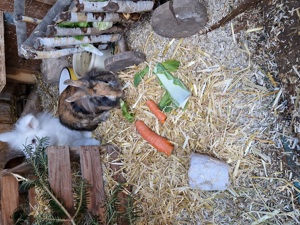 Kaninchen Fritz und Flöckchen Bild 3