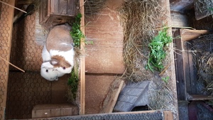 Kaninchen Fritz und Flöckchen Bild 5
