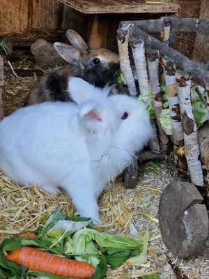 Kaninchen Fritz und Flöckchen Bild 2