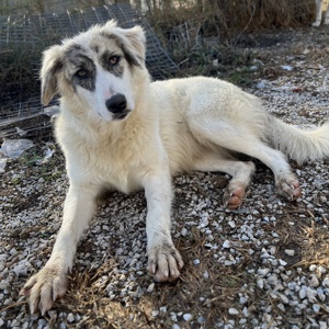Gerda, geb. ca. 02 2023, lebt in GRIECHENLAND, im städt. Tierheim Serres  Bild 4