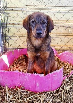 Lara  lebt noch im Tierheim in Bosnien und sucht ein Zuhause